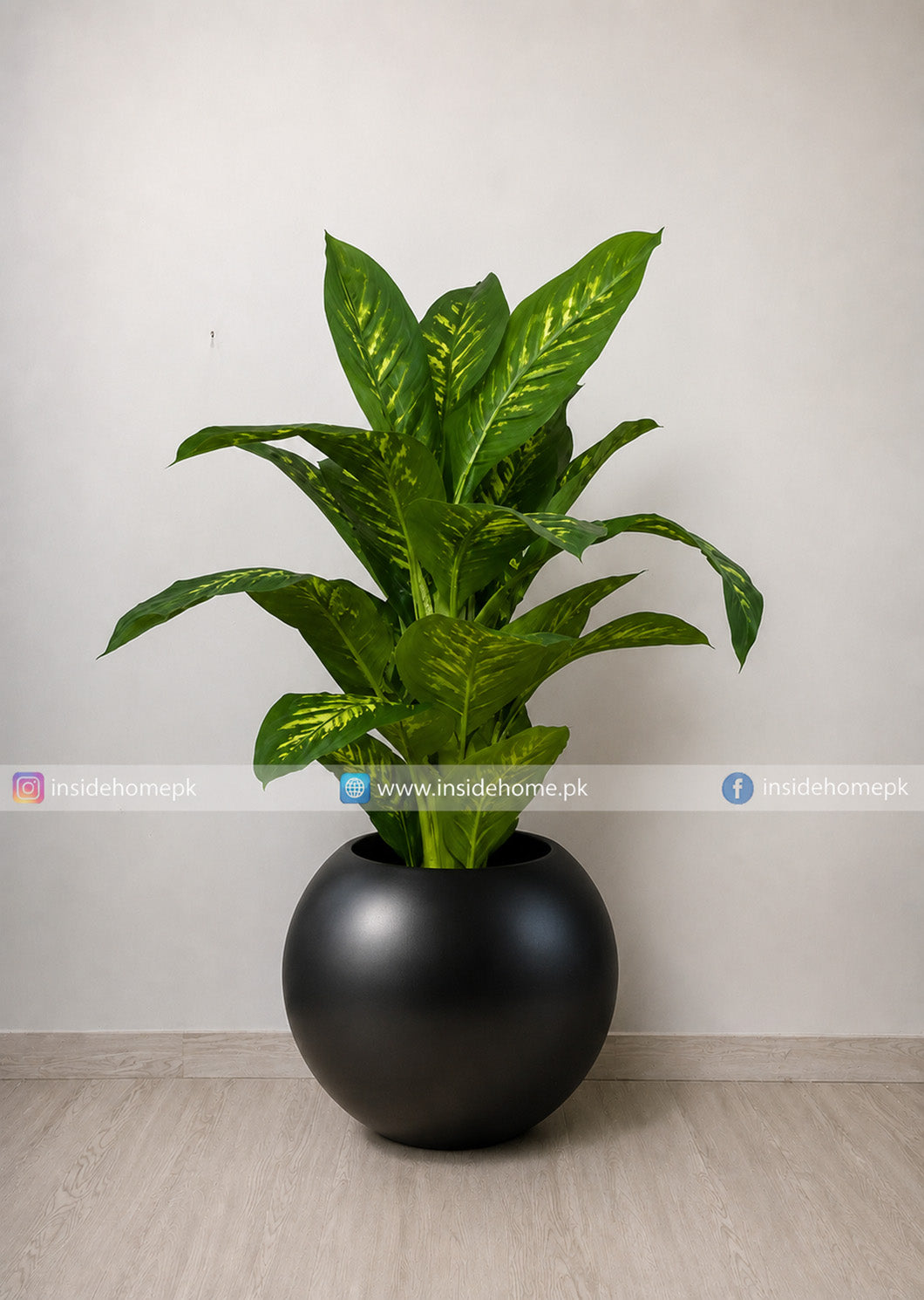 Dieffenbachia Plant (PL1144)