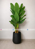 Banana Plant (PL1146)