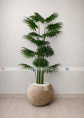 Fan Palm (PL1148)