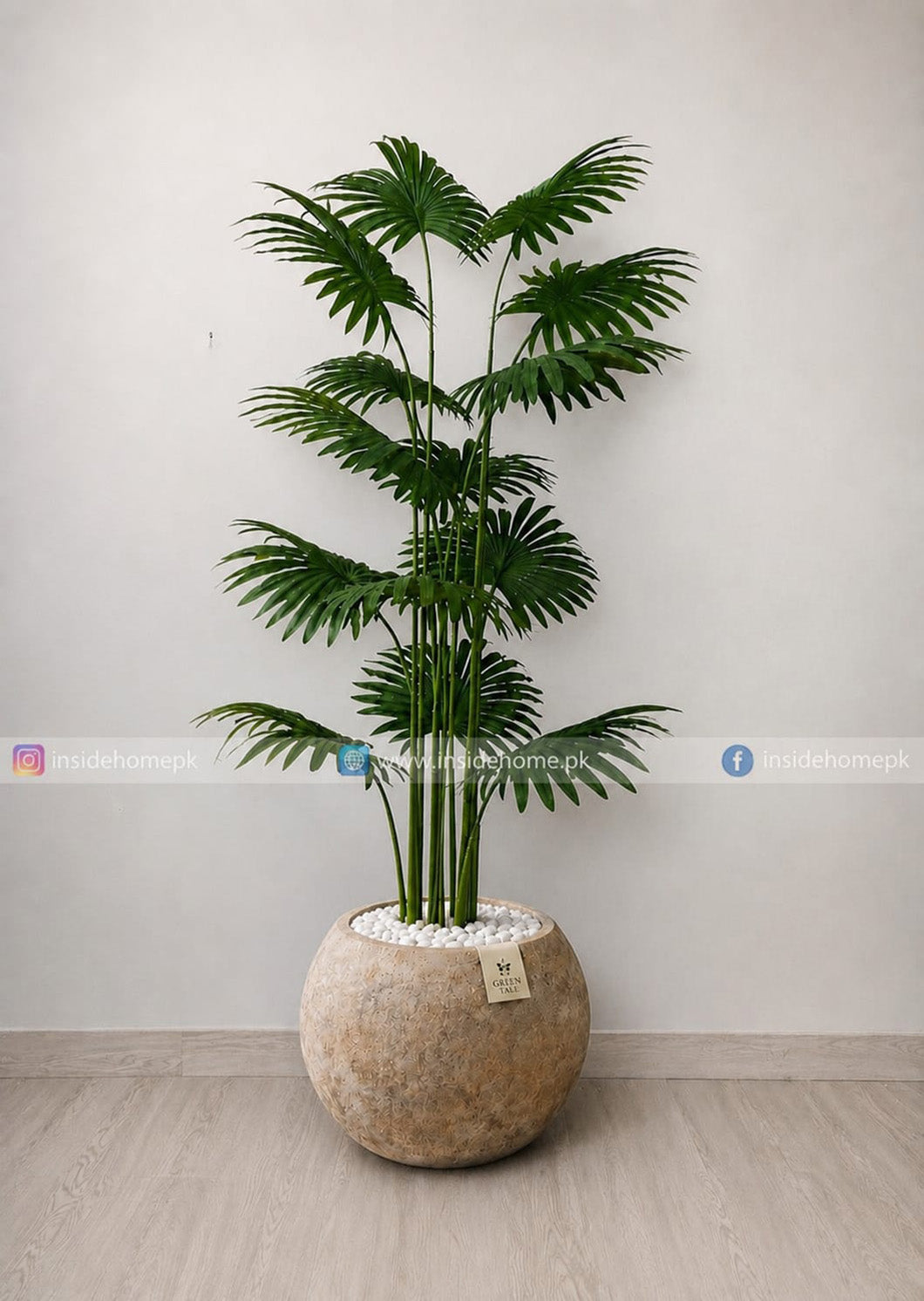 Fan Palm (PL1148)