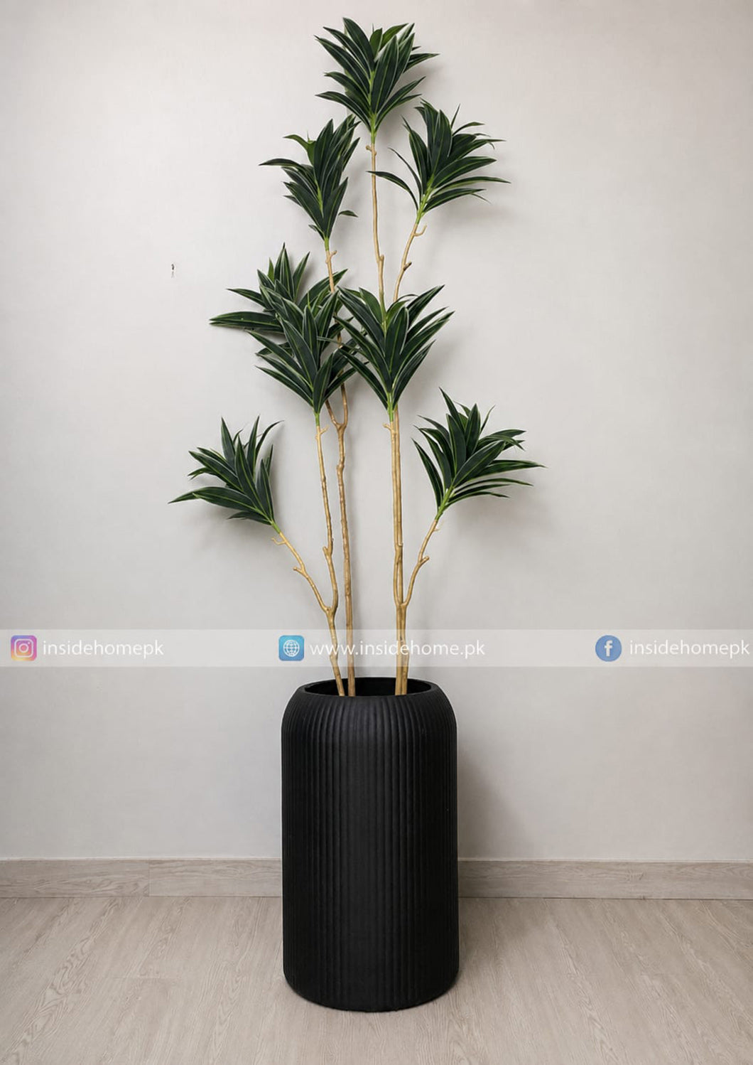 Dracaena Plant With Planter (PL1149)