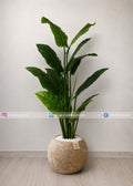 Tropical Green Plant (PL1150)
